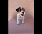 Jack Russell terijer štenci